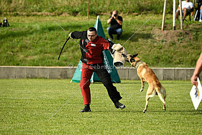 Serro de lorigine de faucon rouge